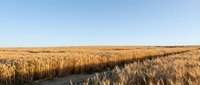 Golden wheat field stretching to horizon under clear blue sky, rural agricultural landscape with dirt path through grain crops ready for harvest.