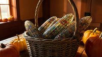 Colorful corn cobs in wicker basket with autumn pumpkins on wooden table in warm sunlit kitchen interior for harvest season decoration and thanksgiving display.