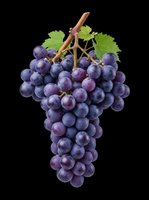 Fresh dark purple grape bunch with green leaves, isolated on transparent background. Ready for stickers, print on demand, sublimation, T-shirt design, and clipart use.