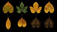 Eight autumn leaves in green, yellow, orange, and brown tones, isolated on transparent background. Ready for clipart, stickers, t-shirt design, sublimation, and print on demand.