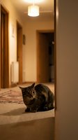 Tabby cat sitting in warm-lit hallway with wooden doors and carpet flooring, looking toward camera with alert expression in residential interior setting.