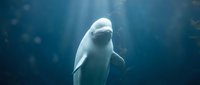 White beluga whale swimming gracefully in deep blue ocean water with sunlight rays filtering through creating magical underwater atmosphere for marine life content.