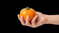 Hand holding a ripe orange tomato, isolated on transparent background. Ready for food, agriculture, and garden clipart, stickers, print on demand, and t-shirt design use.