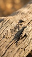 Weathered wood texture with natural grain patterns, cracks, and aged surface details. Close-up of dried timber showing organic striations and earthy tones for background, design, and nature projects.