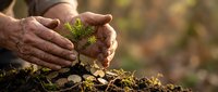 Elderly hands gently protecting young green seedling growing from rich soil, symbolizing environmental care, growth, and nurturing nature for future generations.