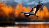 Majestic crane soaring over autumn lake with spread wings against blurred orange foliage and moody sky, dramatic wildlife nature photography composition.