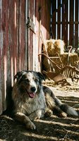 Happy farm dog resting in rustic barn with hay bales and vintage farming equipment on sunny day creating warm countryside atmosphere for agricultural lifestyle content.