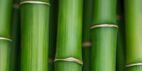 Fresh green bamboo stems in macro view showing natural texture and nodes, creating zen-like pattern for wellness and spa designs.