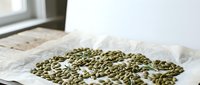 Green coffee beans scattered on white paper near window with natural lighting for roasting preparation and specialty beverage production.