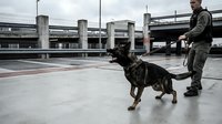 Military dog handler training German Shepherd on urban rooftop for security operations and tactical missions in modern city environment.