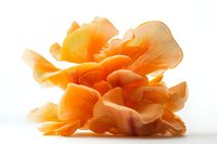 Vibrant orange oyster mushrooms cluster on white background, showcasing delicate gills and layered structure for culinary or botanical design use.