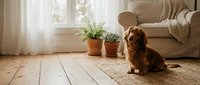 Small brown dachshund dog sitting on woven rug in cozy living room with potted plants, wooden floors and beige sofa. Warm natural sunlight home interior.