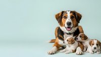 Australian shepherd mother dog with newborn puppies family portrait on light blue background for pet care advertising.