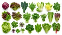 Fresh organic leafy greens and salad vegetables collection isolated on white background for healthy cooking and nutrition concepts.