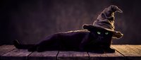 Black cat wearing witch hat lying on wooden surface with mystical purple background for Halloween decorations and spooky seasonal designs.