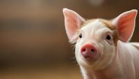 Adorable young piglet with pink snout and perked ears looking directly at camera in warm barn setting for agricultural and farming content.