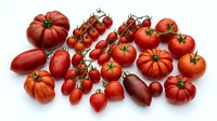 Fresh organic tomatoes variety collection including heirloom beefsteak cherry roma and plum types isolated on white background for healthy cooking recipes.