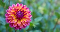 Vibrant pink and yellow dahlia flower in full bloom with water droplets on petals against soft green garden background for floral design projects.