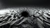 Black sea urchin on sandy ocean floor underwater marine life monochrome photography for educational and scientific content.