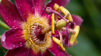 Vibrant purple passion flower bloom with yellow stamens and intricate corona filaments against soft green foliage background for botanical designs.