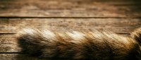 Soft fluffy animal fur with brown and golden tones lying on a rustic wooden surface, wide banner composition with copy space.