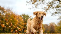 Golden retriever dog running through autumn leaves in park with colorful fall foliage background for pet care and seasonal outdoor activity concepts.