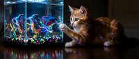 Fluffy ginger kitten with white markings gazing at illuminated aquarium filled with colorful neon fish and plants, suitable for pet, animal behavior, and home decor content.