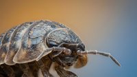 Macro close-up of pill bug roly-poly isopod crustacean showing detailed segmented exoskeleton and antennae against blurred background for nature study.