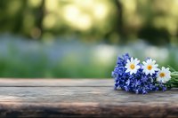 Fresh bouquet of white daisies and blue muscari flowers lying on rustic wooden surface against soft blurred natural garden background with bokeh effect.