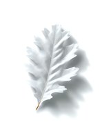 Single white oak leaf on clean background with soft shadow creates minimalist nature composition. Isolated object ready for design use.