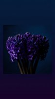 Purple hyacinth flowers bouquet on dark blue background with dramatic lighting for spring decoration and floral arrangements.