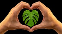 Hands forming heart shape with green monstera leaf isolated on transparent background, ready for t-shirt design, clipart, stickers, print-on-demand products and sublimation projects.