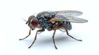 Robber fly with dark body and reddish compound eyes on white background, suitable for educational materials and insect identification guides.