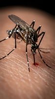 Mosquito feeding on human skin with blood droplet visible, close-up macro shot showing detailed insect anatomy and parasitic behavior for medical education.