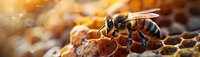 Honey bee collecting nectar on honeycomb in warm golden sunlight, showcasing nature's pollination process and beekeeping industry.