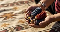 Farmer's hands holding colorful corn varieties including blue, red, and yellow kernels, showcasing agricultural harvest and crop diversity for farming and agriculture concepts.