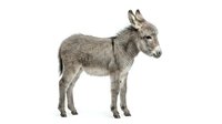 Young gray donkey foal standing in profile on white background, isolated farm animal ready for design projects and educational materials.