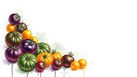 Colorful heirloom tomatoes in various sizes and colors arranged on white background, fresh organic vegetables for healthy cooking and farm-to-table cuisine.