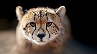 Cheetah portrait with intense amber eyes and distinctive black tear marks on spotted golden fur against blurred dark background for wildlife photography.