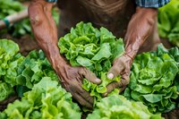 African American farmer hands holding fresh organic butter lettuce in vegetable garden. Close up view shows soil-covered hands nurturing green produce.