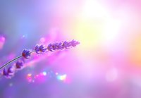 Purple lavender flower against dreamy pastel background with soft bokeh lights and morning dew drops creating magical nature atmosphere.