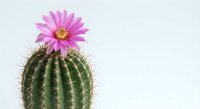Blooming pink cactus flower on green barrel cactus against white background. Desert plant with vibrant magenta bloom isolated for design projects.