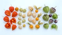 Colorful physalis fruits in various ripening stages arranged on white background, showcasing natural organic produce for healthy eating concepts.