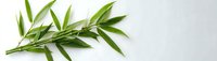 Fresh green bamboo leaves and branch on white background, natural botanical element isolated for design projects and wellness concepts.