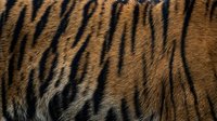 Tiger fur texture with orange and black stripes pattern for wildlife nature backgrounds and animal print designs.