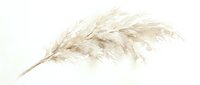Dried pampas grass plume isolated on white background for home decor and wedding arrangements.