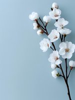Delicate white cherry blossoms branch against soft blue background, creating minimalist spring composition with natural elegance and copy space.