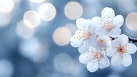White cherry blossoms with delicate pink stamens blooming on branch against soft blue bokeh background for spring nature designs and seasonal content.