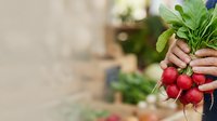 Fresh red radishes with green leaves held in hands during harvest, suitable for organic farming, gardening, agriculture, and food production content.