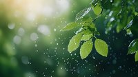Fresh green leaves with water drops in morning sunlight, natural bokeh background creates dreamy atmosphere for nature and environmental concepts.